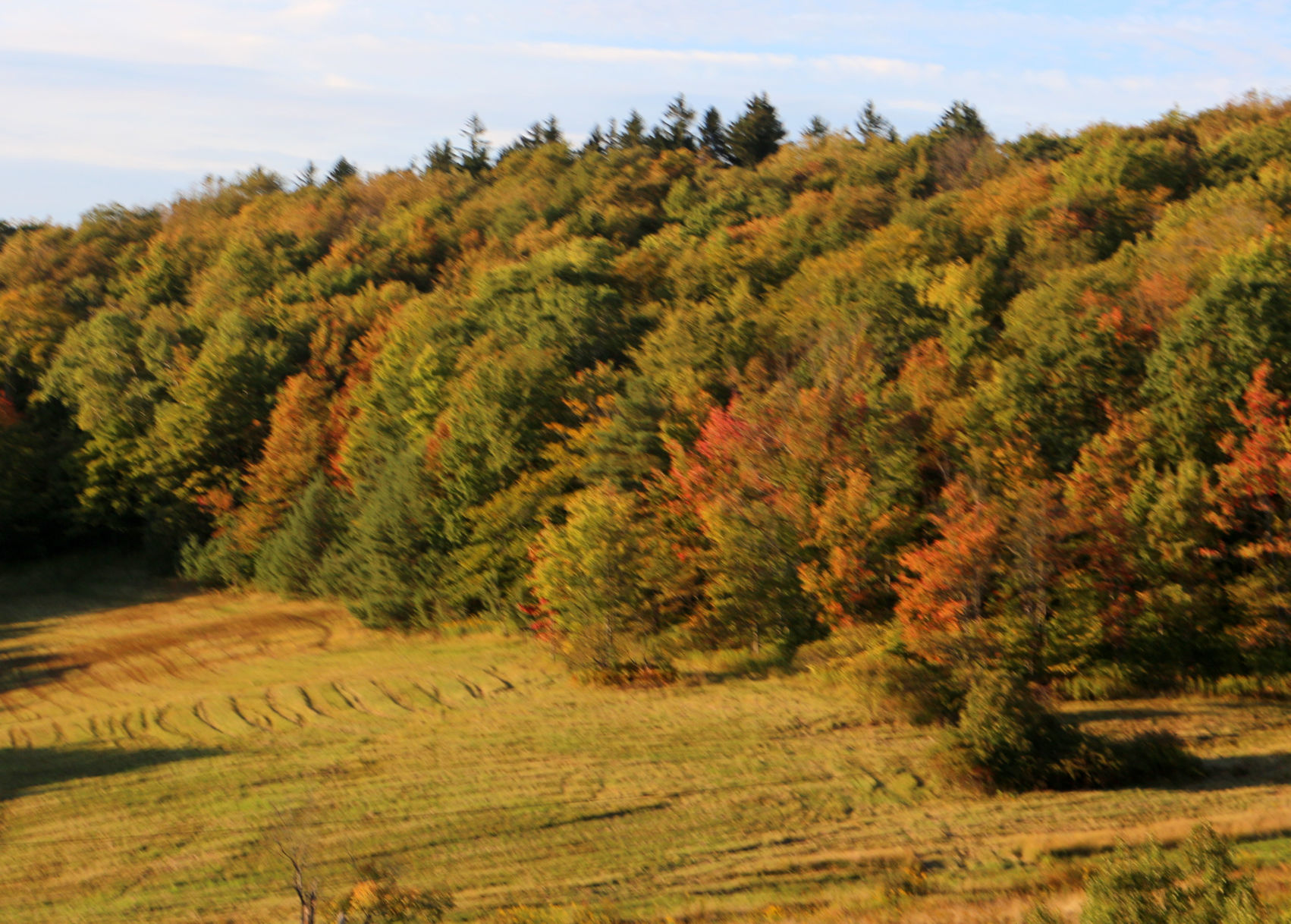 Autumn is falling in Allegany State park
